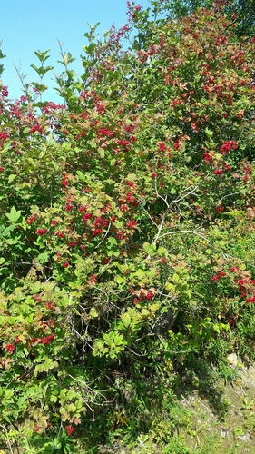 Viburnum opulus