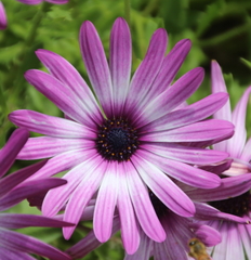 Dimorphotheca jucunda