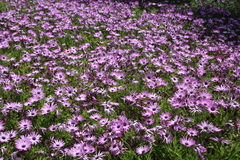 Dimorphotheca jucunda