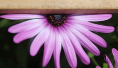 Dimorphotheca jucunda