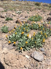 Raillardella argentea