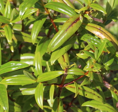 Veronica adamsii