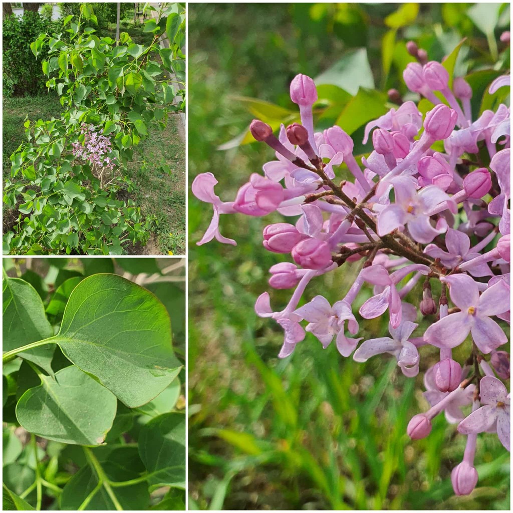 Hoa tử đinh hương – Syringa oblata