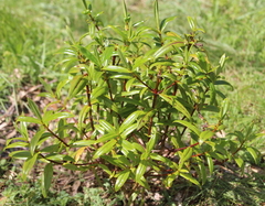 Veronica adamsii