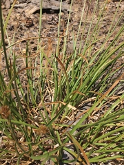 Carex straminiformis