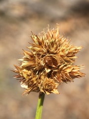 Carex straminiformis