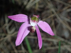 Caladenia quadrifaria