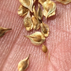 Carex straminiformis