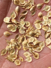 Carex straminiformis