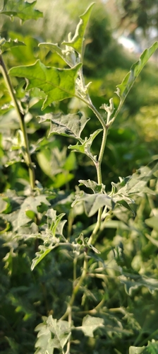 Atriplex aucheri (Atriplex aucheri)