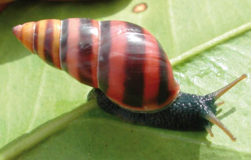 Painted Bulimulus