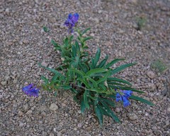 Penstemon glaber alpinus