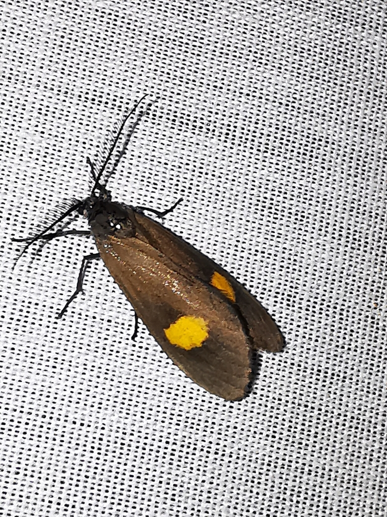Phryganidia naxa