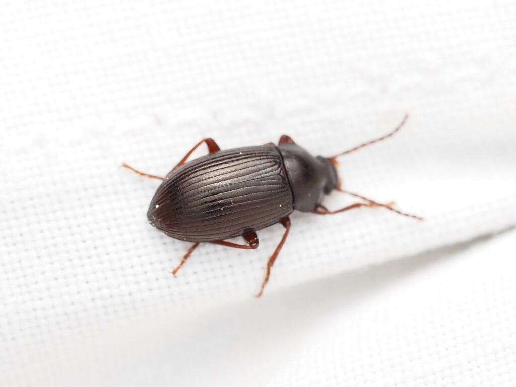 Nalassus dryadophilus