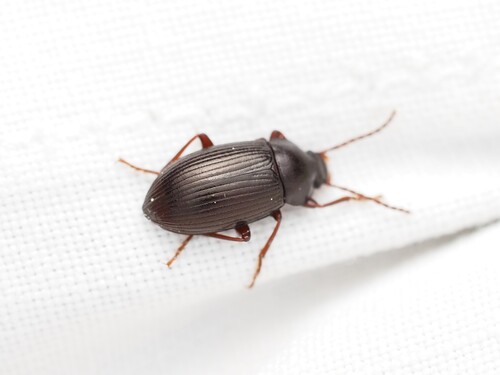Nalassus dryadophilus