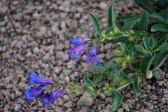 Penstemon glaber alpinus