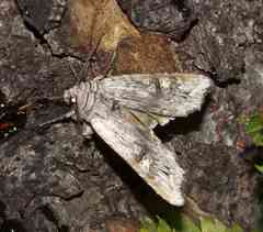 Lithomoia germana