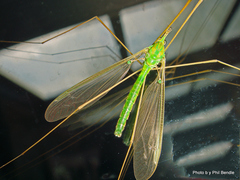 Leptotarsus virescens