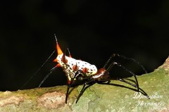 Micrathena zilchi