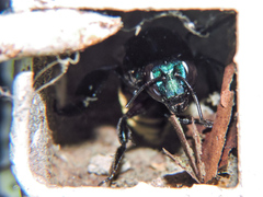 Eufriesea mexicana