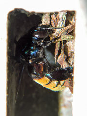 Eufriesea mexicana