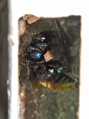 Eufriesea mexicana
