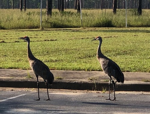Mississippi Sandhill Crane photographed in Mississippi
