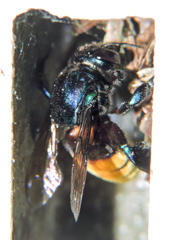 Eufriesea mexicana