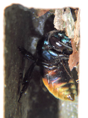 Eufriesea mexicana