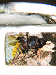 Eufriesea mexicana