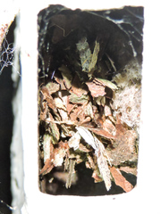 Eufriesea mexicana