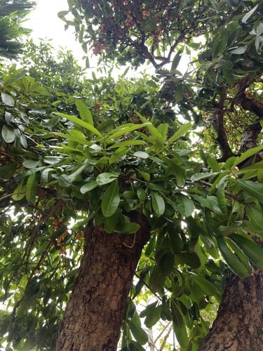 Mammea siamensis, photograph 5