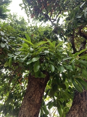 Mammea siamensis, photograph Nguyen-Khanh-Trinh Tram, CC BY, iNaturalist via GBIF