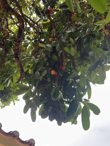 Mammea siamensis, photograph 6