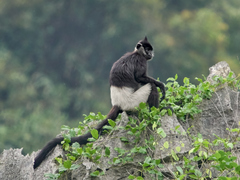 Delacour's Langur photo 1