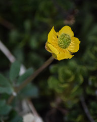 Ranunculus eschscholtzii oxynotus