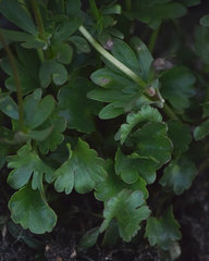 Ranunculus eschscholtzii oxynotus