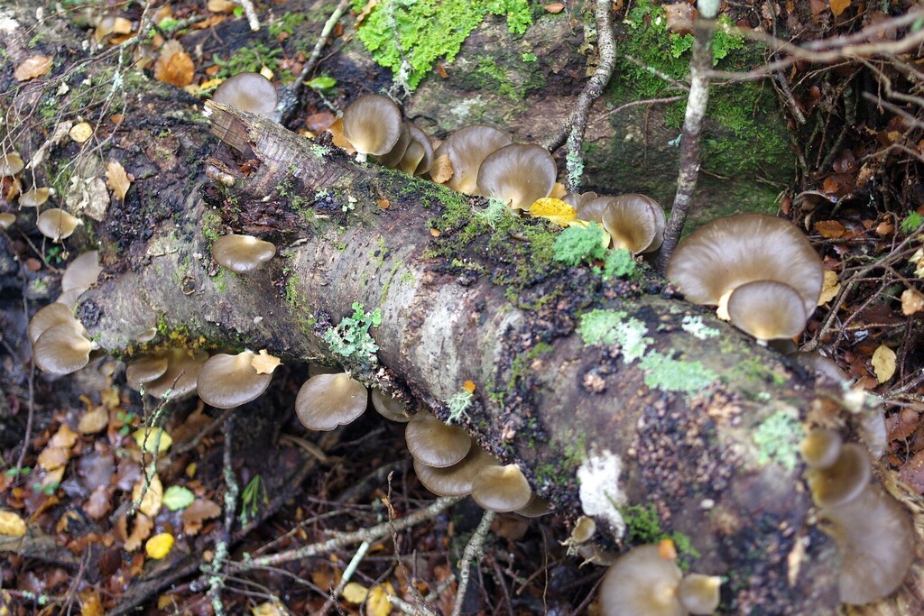 Pleurotus purpureo-olivaceus · May 2025 · photo: © hokonui (iNaturalist, cc-by)