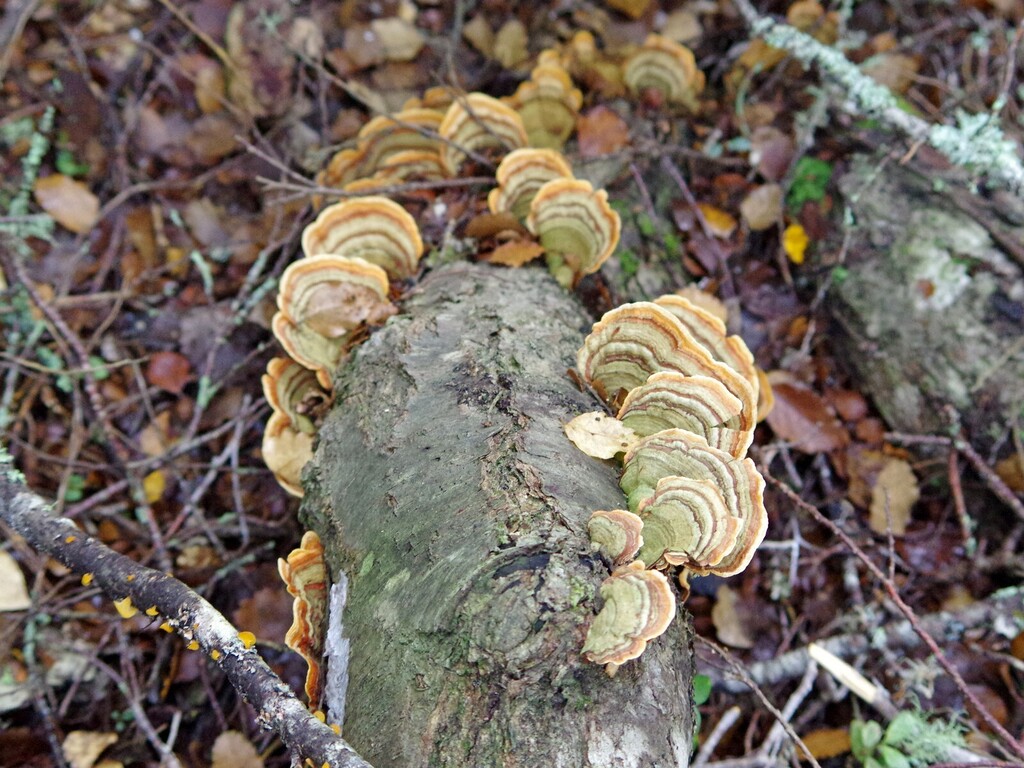 Stereum ostrea · May 2025 · photo: © hokonui (iNaturalist, cc-by)
