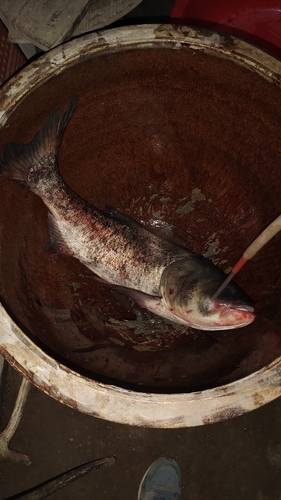 Bighead Carp