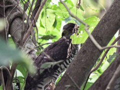 Micrastur semitorquatus