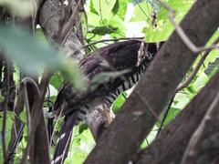 Micrastur semitorquatus