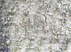 Hersilia albomaculata