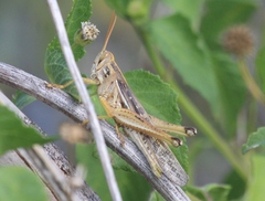 Schistocerca serialis cubense