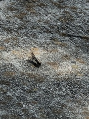 Chortophaga australior