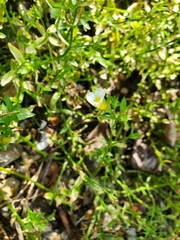 Gratiola brevifolia