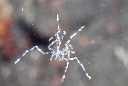 Endeis flaccida photographed in Timor-Leste