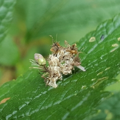 Synchlora aerata