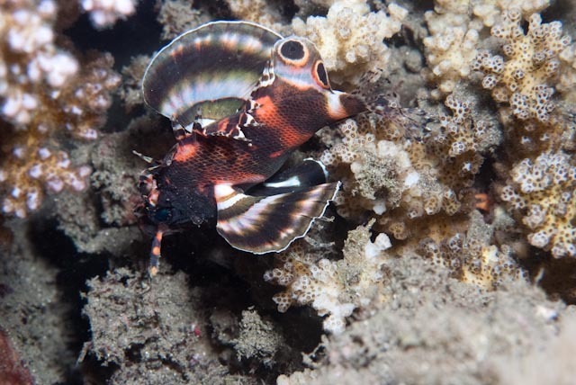 Nemapterois biocellatus