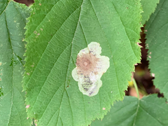 Cameraria corylisella